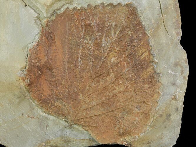 Paleocene Fossil Leaf (Davidia) - Montana #68277
